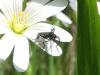 Empis pennipes